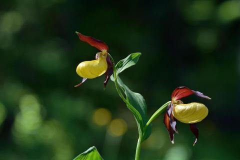 Sabot de Vénus -PNE