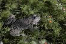 Sonneur à ventre jaune - PNE