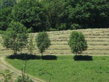 Prairies maigres de fauche (6510)