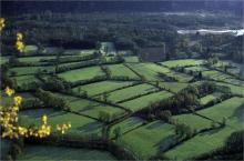 Boisements rivulaires (91E0*)