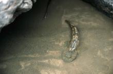 Chabot -PNE - Marc Corail