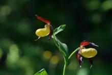 Sabot de Vénus -PNE 